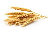 Wheat ears food white background agriculture. AI generated Image by rawpixel.