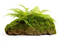 Plant green leaf fern. AI generated Image by rawpixel.