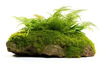 Green moss vegetation plant. 