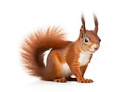 Red squirrel animal mammal rodent. AI generated Image by rawpixel.