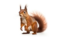 Red squirrel animal mammal rodent. 