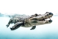 Crocodile underwater reptile animal. AI generated Image by rawpixel.