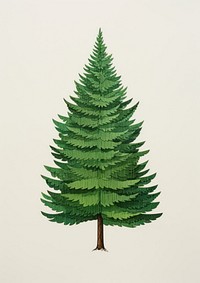 Pine tree drawing plant green. 