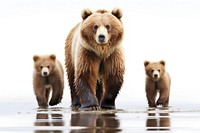 Bear bear wildlife mammal. AI generated Image by rawpixel.