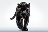 Black panther wildlife leopard animal. AI generated Image by rawpixel.