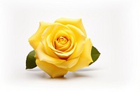 Rose flower yellow petal. AI generated Image by rawpixel.