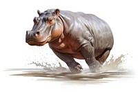 Hippopotamus hippopotamus wildlife animal. AI generated Image by rawpixel.