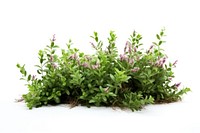 Wildflower bush plant herbs leaf. AI generated Image by rawpixel.