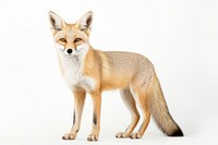 Swift fox wildlife animal mammal. AI generated Image by rawpixel.