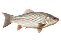 Fish seafood animal carp. AI generated Image by rawpixel.