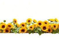 Daytime sunflower hills border plant white background inflorescence. AI generated Image by rawpixel.