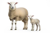 Sheep livestock standing animal. AI generated Image by rawpixel.