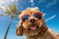 Sunglasses summer dog photography. 