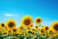 Sunflower field outdoors blossom nature. 