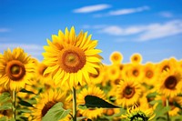 Sunflower field sky outdoors blossom. 