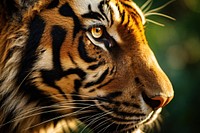 Tiger face wildlife animal mammal. AI generated Image by rawpixel.