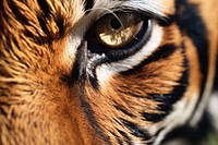 Tiger face wildlife animal mammal. AI generated Image by rawpixel.