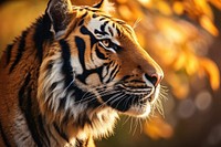 Tiger face wildlife animal mammal. AI generated Image by rawpixel.