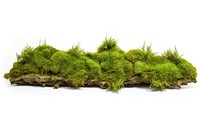Green moss plant green white background. AI generated Image by rawpixel.