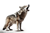 Wolf howling wildlife animal mammal. AI generated Image by rawpixel.