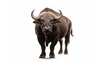 African buffalo animal livestock wildlife. AI generated Image by rawpixel.