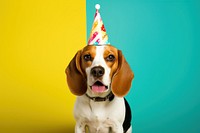 Beagle dog birthday animal. 