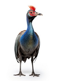 A cassowary animal bird beak. AI generated Image by rawpixel.