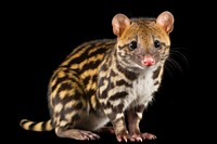 A Tiger quoll wildlife animal mammal. AI generated Image by rawpixel.