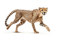 Running cheetah wildlife animal mammal. AI generated Image by rawpixel.