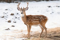 Deer winter wildlife animal mammal. AI generated Image by rawpixel.