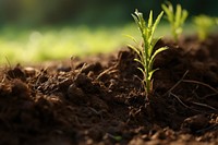 Grass soil outdoors nature. 