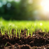 Grass soil outdoors nature. 