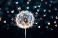 Dandelion beauty night fragility softness. 