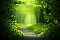 Lush green forest pathway tranquility