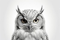 Owl drawing animal sketch. 