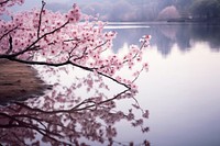 Blossom reflection outdoors nature. AI generated Image by rawpixel.