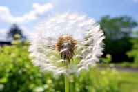 Dandelion beauty fragility softness flower. 