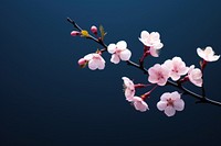 Outdoors blossom flower plant. AI generated Image by rawpixel.