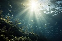 Fish underwater ecosystem sunlight. AI generated Image by rawpixel.
