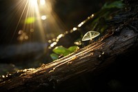 Magic beam sunlight outdoors nature. AI generated Image by rawpixel.