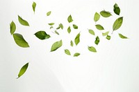 Leaf backgrounds plant herbs. AI generated Image by rawpixel.