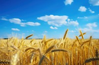 Wheat field sky agriculture backgrounds. 