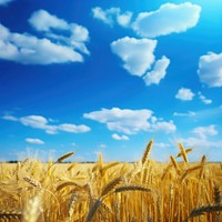 Wheat field sky agriculture backgrounds. AI generated Image by rawpixel.