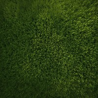 Grass green outdoors texture. 