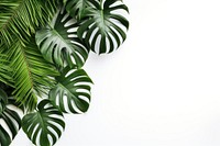 Tropical leaves on a white background. Green leaves create a fresh, natural vibe. Lush tropical leaves add a vibrant, exotic touch. Perfect for nature-themed designs.