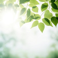 Leaves and sunlight background. 