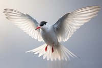 Flying arctic tern animal white bird. AI generated Image by rawpixel.