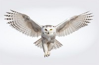 Snowy owl flying animal white. AI generated Image by rawpixel.