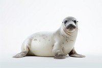 Seal animal mammal underwater. AI generated Image by rawpixel.