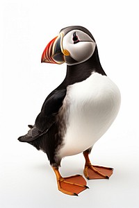 Puffin animal nature bird. AI generated Image by rawpixel.